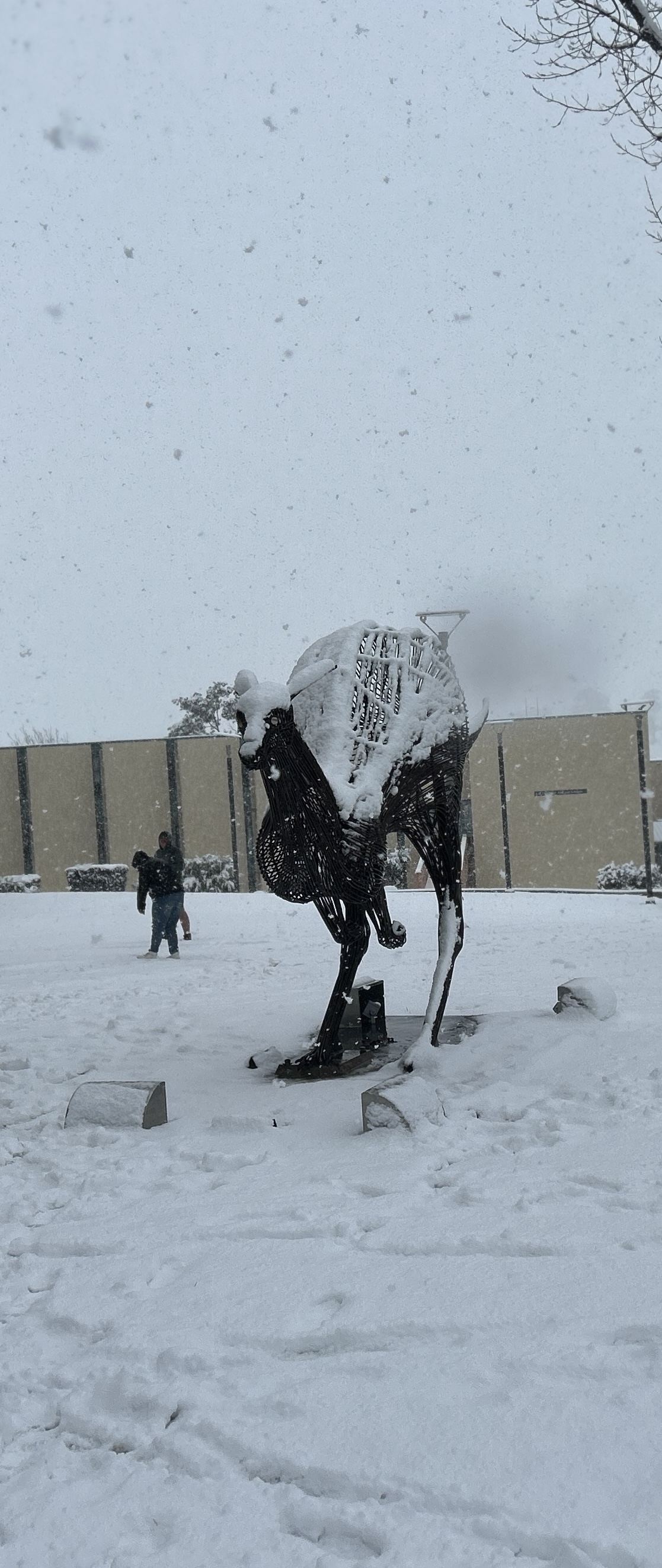 University of New England Epic Snow, Armidale, NSW, 2025